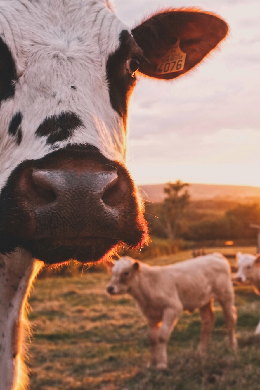 Case Study Small Image